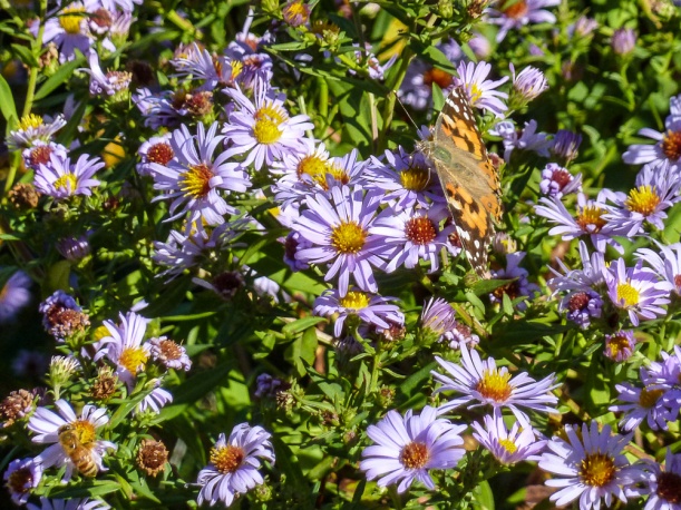 P1040389 butterfly-bee-aster